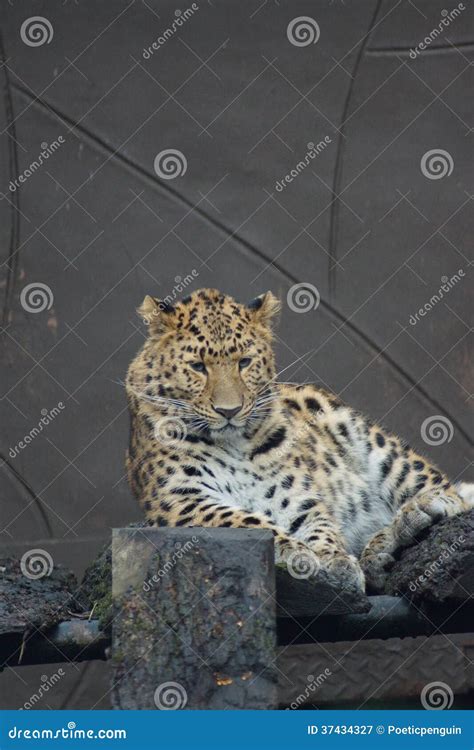Amur Leopard Panthera Pardus Orientalis Stock Image Image Of Felid