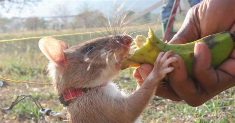 Ultimate Rat Care Blog Why Does My Rats Eyeballs Bounce Is My Fancy