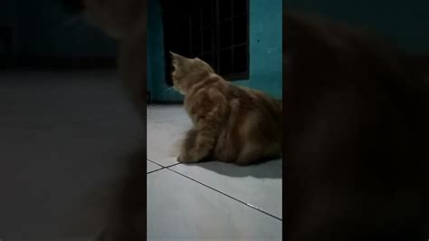 Janda Kembang Gatel Tanda Kucing Birahi Kelakuankucing Shortfeedstori