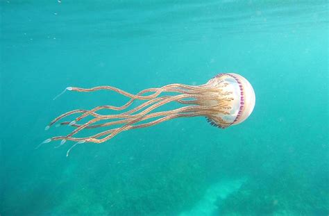 Jellyfish Build Walls Of Water To Swim Around The Ocean West Hawaii Today