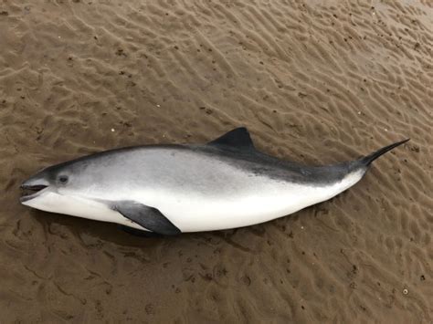 A Beach Walkers Guide To Identification Of Whales Dolphins And Porpoises