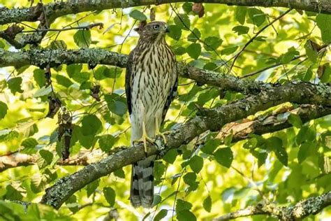 9 Types Of Hawks Found In Iowa With Photos Bird Feeder Hub