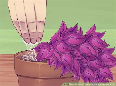 Established wandering jew plants require minimal care and will thrive despite neglect. How to Take Care of a Wandering Jew Plant: 12 Steps