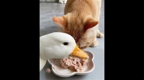 Do Cats Eat Ducks Poultry Care Sunday