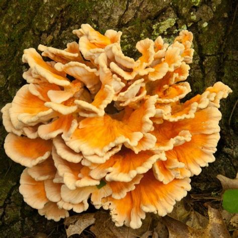 Chicken Of The Woods Etsy