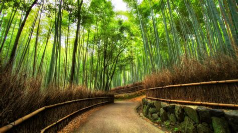Arashiyama Bamboo Grove Kyoto Japan Backiee