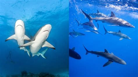 10 Facts About Sharks Online Field Guide