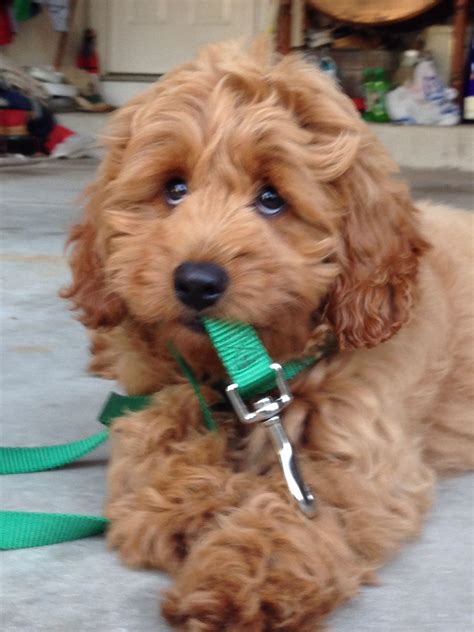 Mini Red Goldendoodle Gladdie 18 Weeks Goldendoodle Cute Dogs