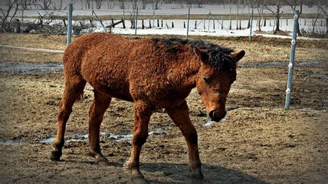 4 Astonishing Facts About Bashkir Curly Horse Horse Spirit