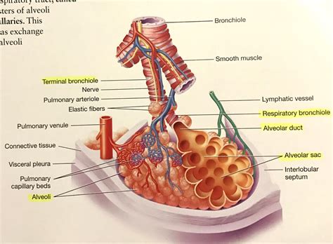 nevertheless, she persisted.: ch. 13 | the respiratory system