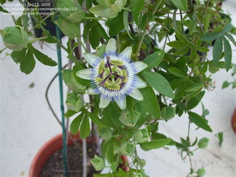 Plantfiles Pictures Passiflora Blue Passion Flower Hardy Passion