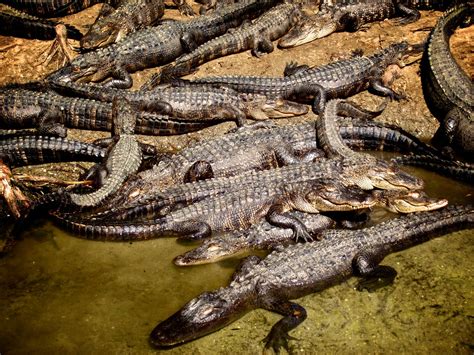 Juvenile American Alligators Alligator Adventure Via Tsuji Flickr