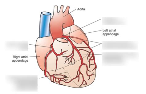 Anterior Coronary Arteries Veins Diagram Quizlet