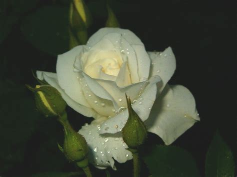 White Rose Free Stock Photo Freeimages