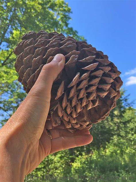 Jeffrey Pine Tree Cones Are Perfect For Holiday Decorating Large Cones