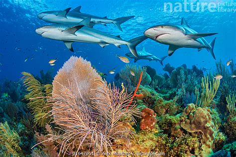 Nature Picture Library A Shiver Of Caribbean Reef Sharks Carcharhinus