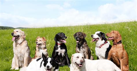 How To Choose A Dog Breed