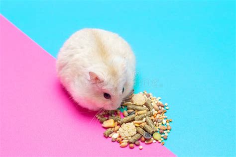 Dwarf Fluffy Hamster Eats Grain On Pink Background Top View Copy Space