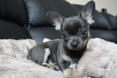 Unique dollface pups who keep that look as adults! Pedigree Chihuahua Blue Boy Shorthaired Teacup | Blackburn, Lancashire | Pets4Homes