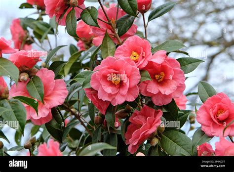 Double Camellia Japonica In Flower Stock Photo Alamy