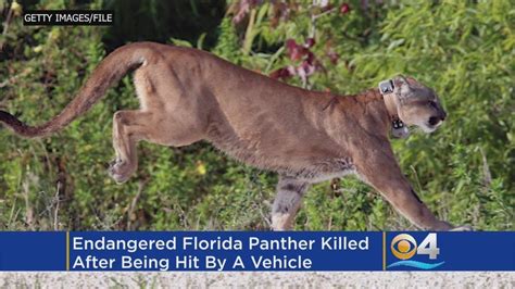 Endangered Florida Panther Hit And Killed By Car Youtube