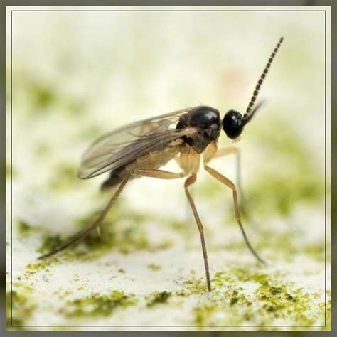 Fungus Gnats Identification And How To Get Rid Of Them Aaaksc
