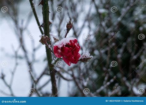 Frozen Roses And Plant Covered By Snow And Ice In Winter Stock Image
