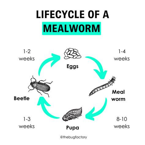 Life Cycle Of A Mealworm Nomenclature Cards Printed Ph
