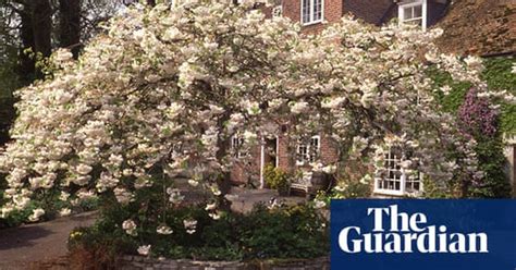 10 Of The Best Trees For Small Gardens Life And Style The Guardian
