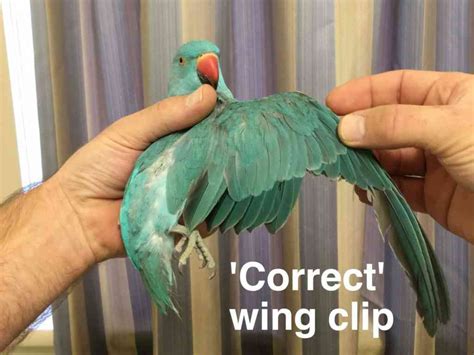How To Clip Birds Wings Good And Bad Ways Walkerville Vet