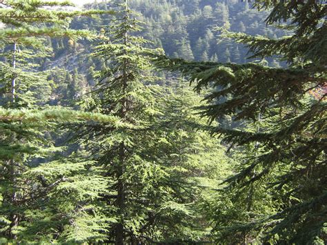 Tannourine Reserve Hike With Adventures In Lebanon Lebtivity