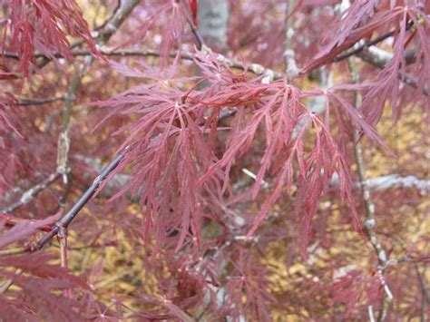 Acer Palmatum Dissectum Red Dragon Red Dragon Weeping Japanese Maple