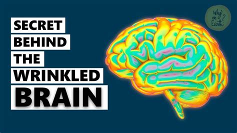 Is A Wrinkly Brain Really Smarter Why Is The Brain Wrinkled Why On