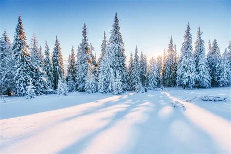 Magical Snowy Sunset Winter Forest Landscape Photo Mural