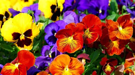 Spring Pansies Bloom On A Glade Wallpapers And Images Wallpapers