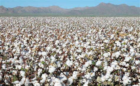 China Hoards Half of World's Cotton Supply (But It Maybe Wishes It Didn ...
