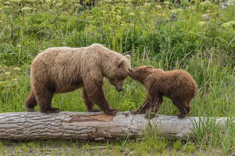 Grizzly Bears Mom Cub Photo 296 Alaska Usa Photos By Jess Lee