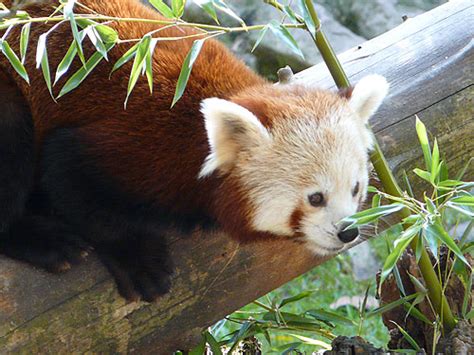 Ailurus Fulgens Fulgens Red Panda In Parco Natura Viva