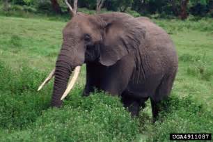African Elephant Loxodonta Africana Proboscidea Elephantidae 4911087