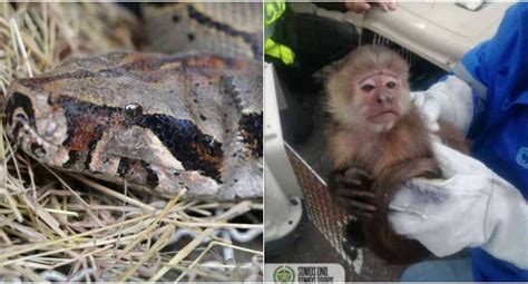 Fauna Colombiana Rescatan A Mono Cariblanco En Fúquene Y A Boa En