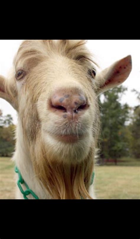 Funny Goat Wallpaper Hd Wallpapers Of Funny Goats Uk