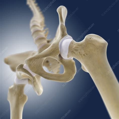 Hip Anatomy Artwork Stock Image C0131428 Science Photo Library