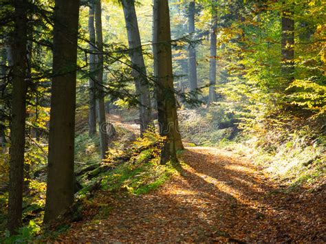 Autumn Forest Path Stock Photo Image Of Beauty Peaceful