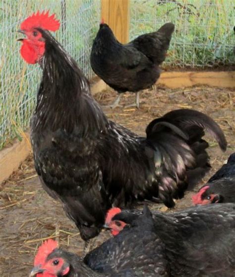 Black Jersey Giant Size Backyard Chickens