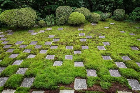 Moss Garden A Guide To Growing Moss In Your Garden Homes And Gardens