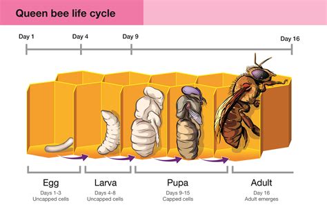 Queen Honey Bee Life Cycle