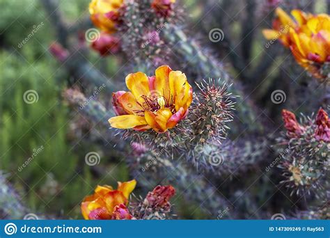 Close Up Vibrant Arizona Desert Cactus Flower Blooming Stock Image