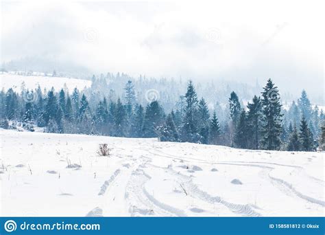 Winter Landscape With Fog And Spruce Forest Stock Photo Image Of
