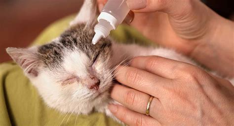 Cat Eye Infection Home Remedies Signs Symptoms And What To Do