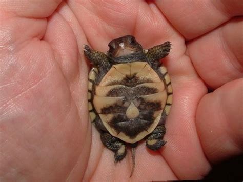 A Cutest Turtle Ever Baby Turtles Cute Turtles Turtle
